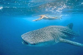 Nado con tiburon ballena